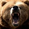MIHA_BEAR