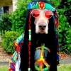 Hippie_Dog