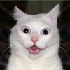 editcats