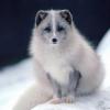 Full_Polar_Fox