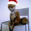 aqua_fox