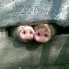 kosty_tompson