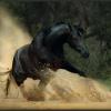 dikij_mustang