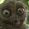 Lemur1996