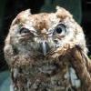 DayOwl