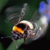 bee_engineer