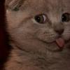 SccreppiCat