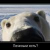 iamyoshka
