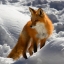 AtomiC_Fox