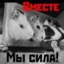wildcatPVL