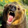 Bear71