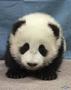 PandaRush
