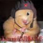 _Lockdog_
