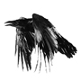 Raven_Karr