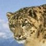 Snow_Leopard_26rus
