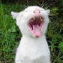 vaci1cat