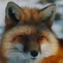 vitali_lis