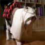 nomadkiler