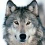 wolfishe