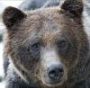 beargrizly