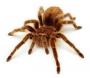 Tarantula34