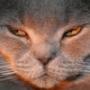 Benderoni