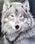 Tmb_volf