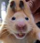 _Bad_Hamster_