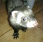 Ferret2011