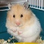 Hamster84