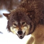 7wolkow