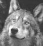 Forsaken_Werewolf