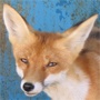 Chiffa_Fox