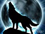 Ronika_wolf