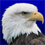 WhiteEagle